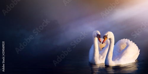 Fotografia Art beautiful romance landscape; love couple white swan