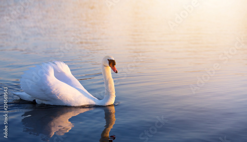 art beautiful romance peaceful landscape; romance white swan