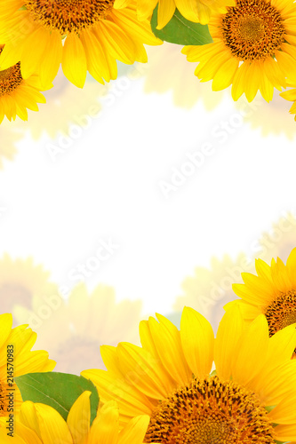 Frame of sunflowers on a white background. Background with copy space.