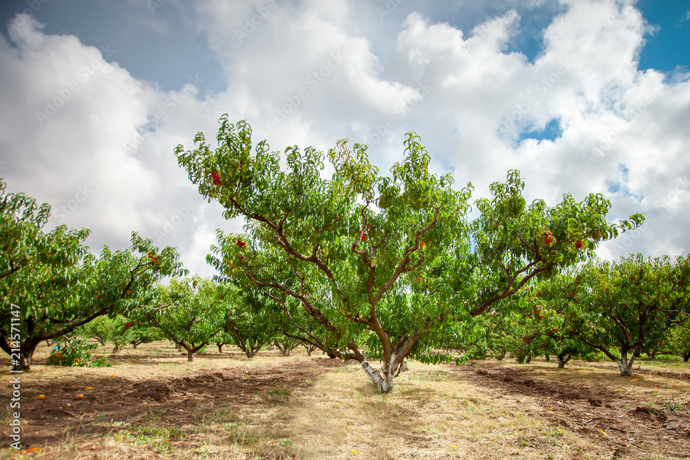 Peach tree with fruits growing in the garden. Peach orchard.