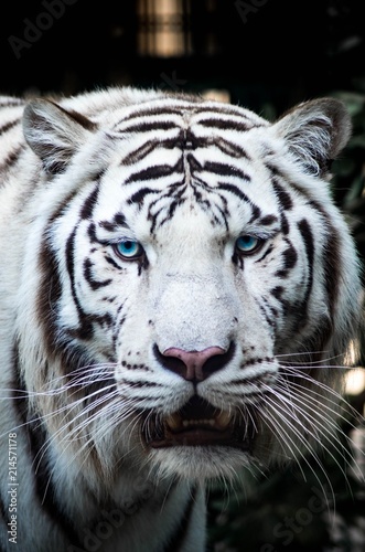 Tigre de Sibérie © Romain