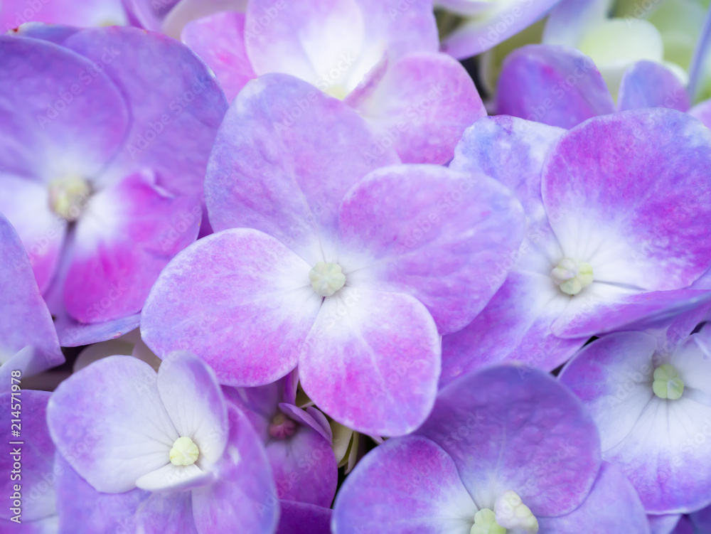 Obraz premium Close up Hydrangea flower