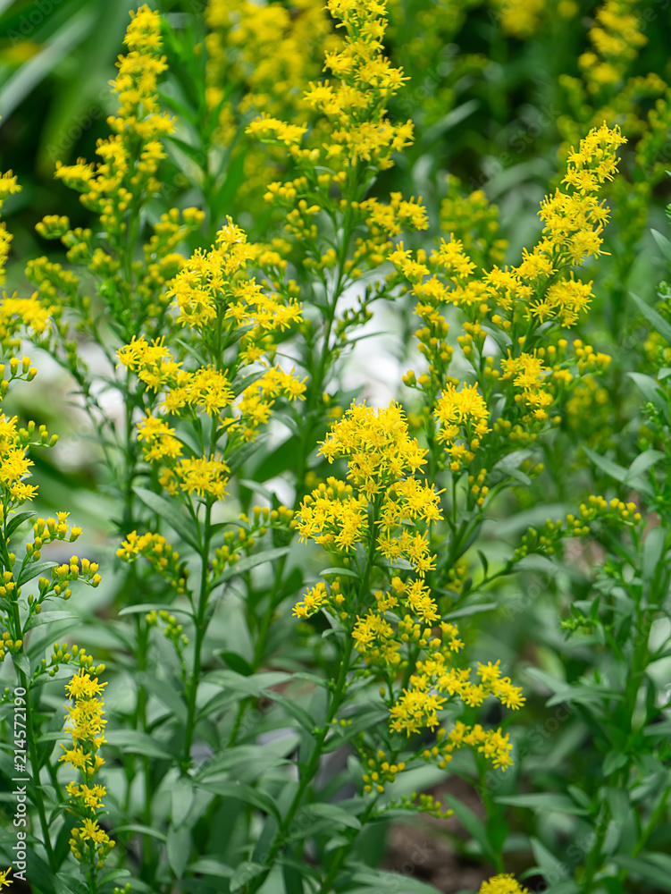 Obraz premium Solidago canadensis flower