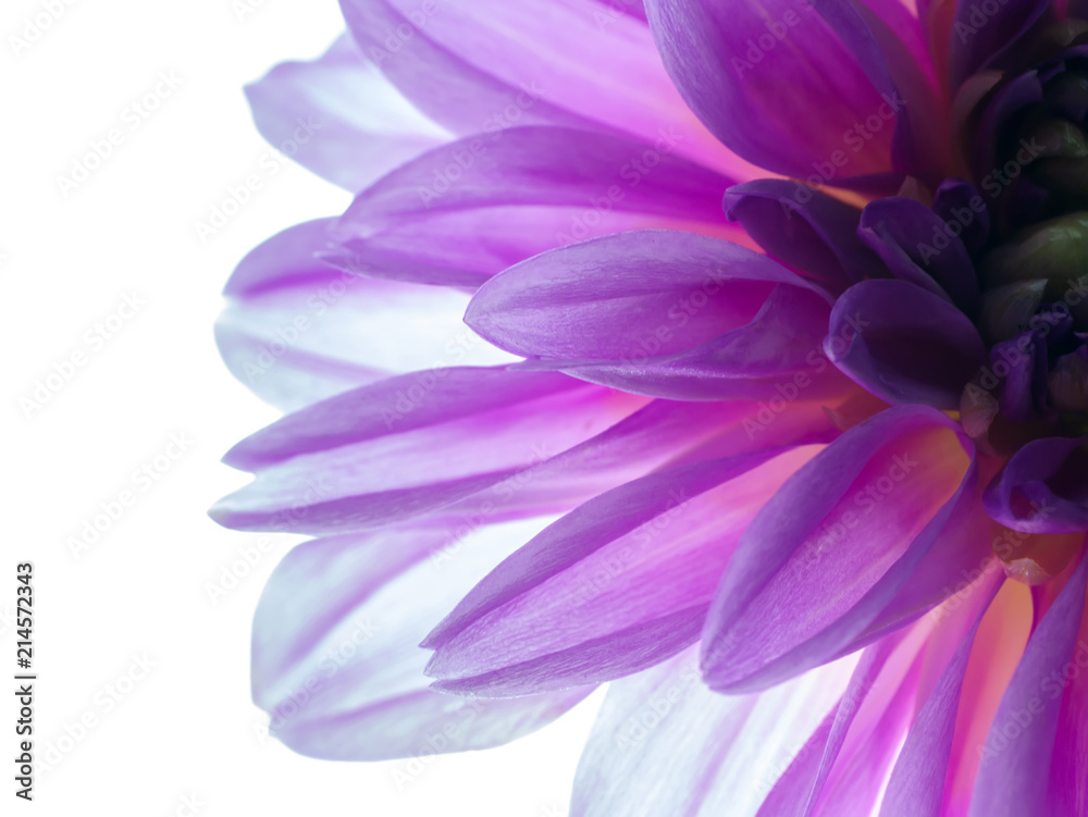 Close up of dahlia flower. Close up of dahlia flower.