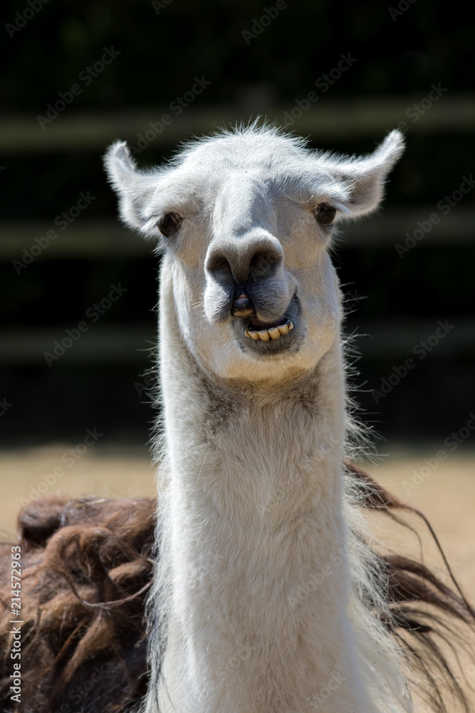 Dumb animal. Cute crazy llama pulling face. Funny meme image of an unusual  pet with an open mouth and a stupid looking expression. Stock Photo | Adobe  Stock