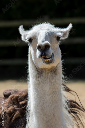 Dumb animal. Cute crazy llama pulling face. Funny meme image of an unusual pet with an open mouth and a stupid looking expression. photo