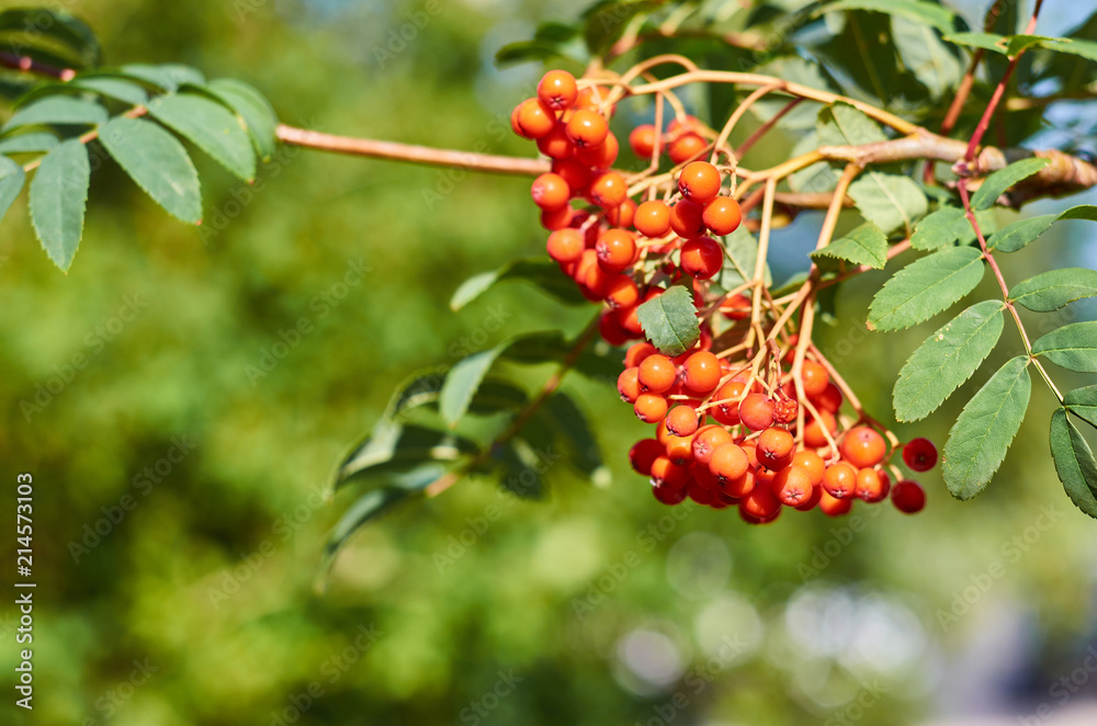 Bunch of ripe rowanberry fruit on tree with green leaves Bunch of ripe rowanberry fruit on tree with green leaves