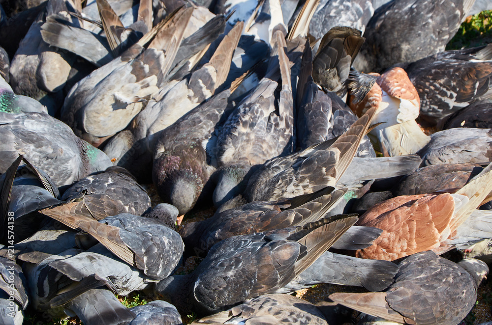 Big group of pigeons fight over for food Big group of pigeons fight over for food