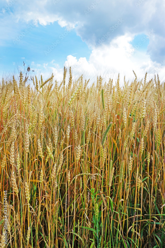 Obraz premium Wheat field