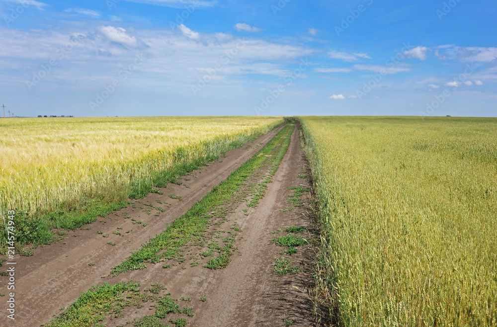 Summer view on golden wheat fields and countryside field road. Tulskaya region, Russia. Summer view on golden wheat fields and countryside field road. Tulskaya region, Russia.