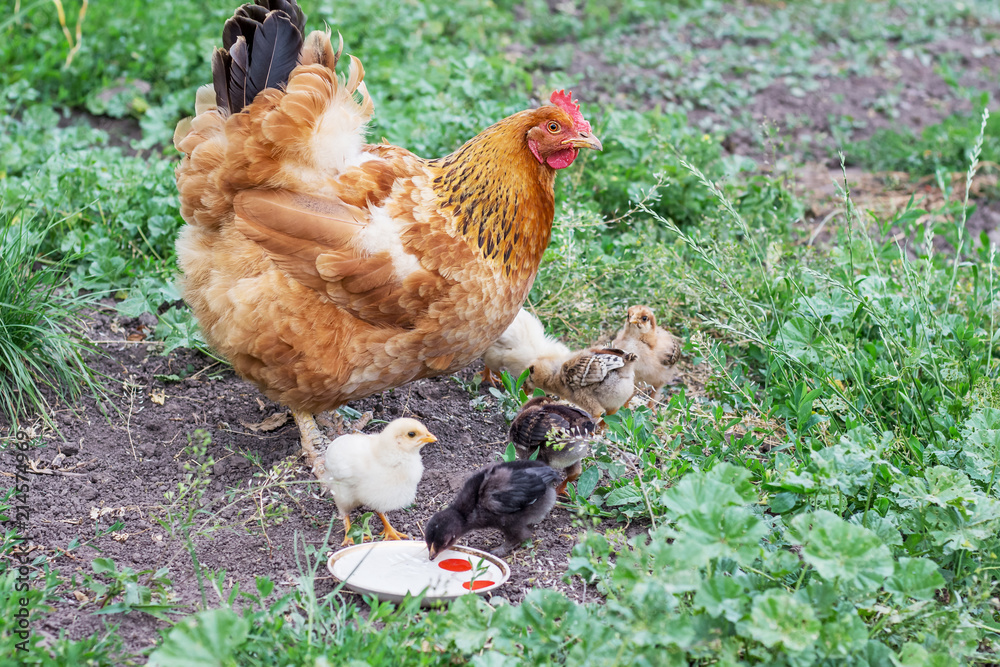 Fototapeta premium Brown chicken with chickens looking for food in the garden and drinking water_