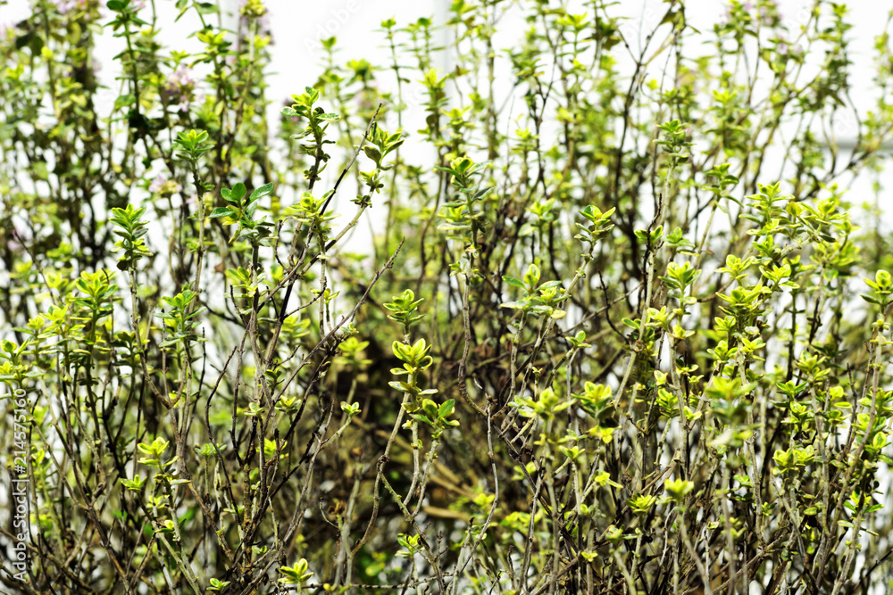 Close up of a wild thyme plant. Selective focus Close up of a wild thyme plant. Selective focus