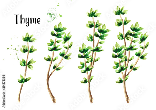 Thyme fresh herb set. Watercolor hand drawn illustration, isolated on white background