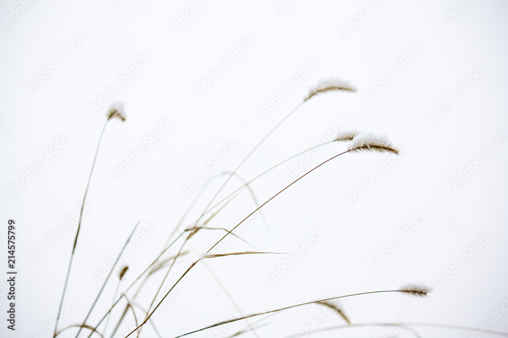 Obraz premium Tall grass on a white background