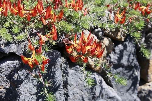 Kanarischer Hornklee, Berthelots Hornklee (Lotus berthelotii) photo