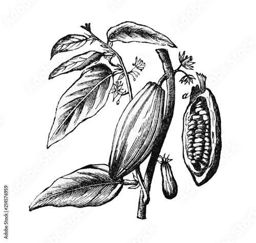 Zweig und Frucht des Cacaobaumes.aus: Marie Adenfeller, Friedrich Werner: Illustriertes Koch- und Haushaltungsbuch, Friedrichshagen 1899/1900, S. 119, Fig. 184. photo