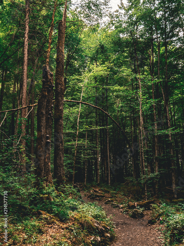 light floated forest vertical with hiking path and tree hangig over it photo