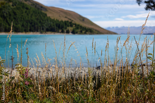 Native grasses at lake Tekapo, New Zealand.