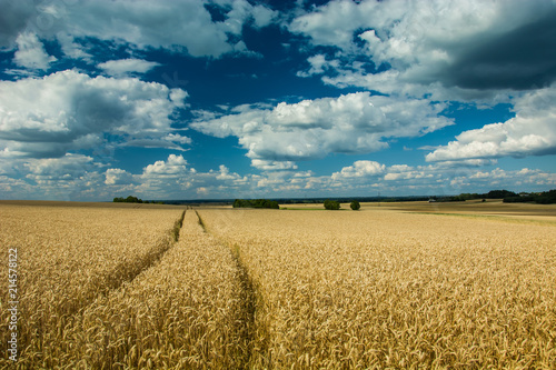 Wheat field and technological path