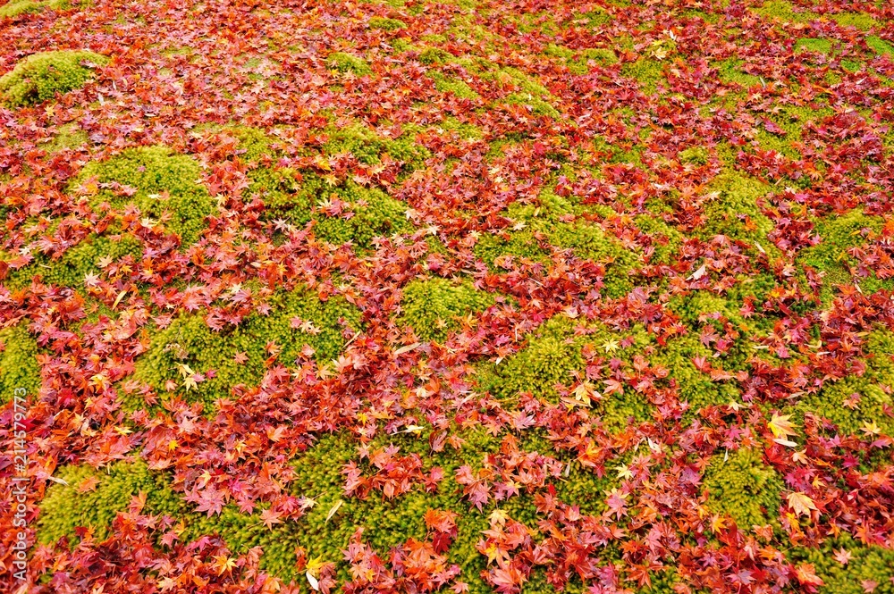 苔に落ちる紅葉.