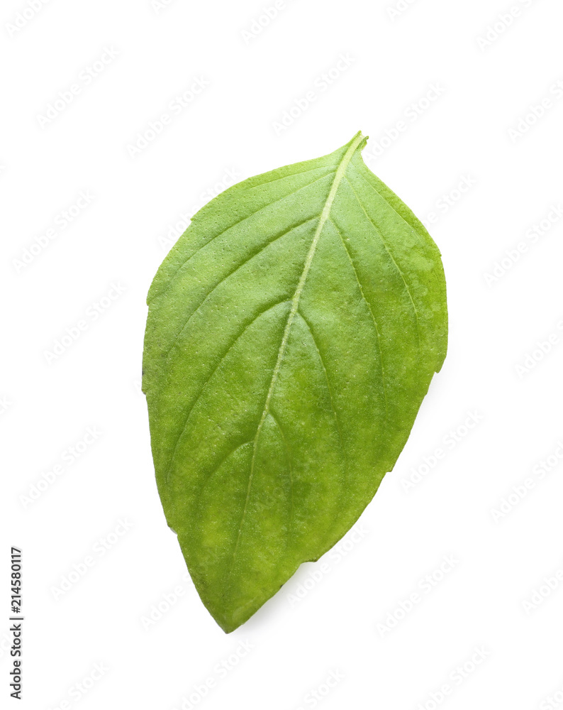 Fototapeta premium Fresh green basil leaf on white background