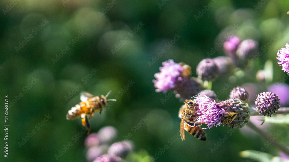Bees and flowers. Bees and flowers.