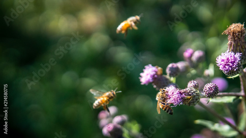 Bees and flowers. © Matti