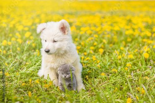 Puppy hugging kitten on a summer grass