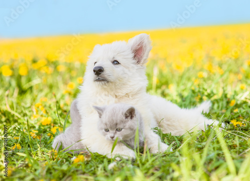 Puppy hugging a kitten on a summer grass