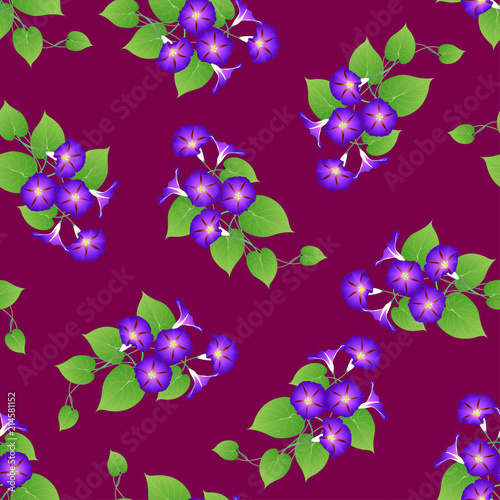 Purple Morning Glory on Vio...
