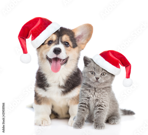 Pembroke Welsh Corgi puppy and kitten in red christmas hats sitting in front view together. isolated on white background © Ermolaev Alexandr