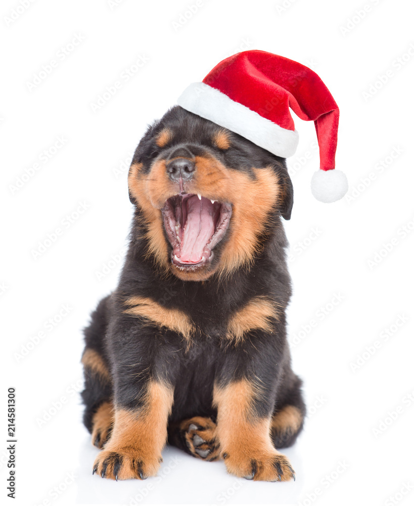 Christmas rottweiler best sale puppies