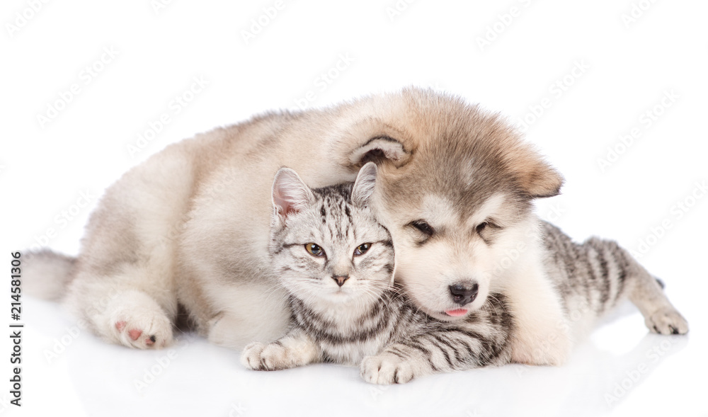 Playful puppy embracing a tabby cat.  isolated on white background