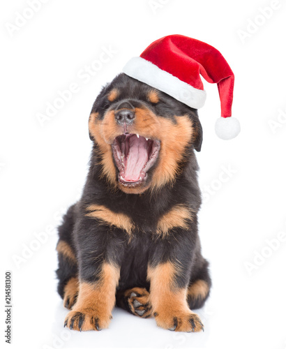 Fototapeta Naklejka Na Ścianę i Meble -  yawning rottweiler puppy in red christmas hat sitting in front view. Isolated on white background