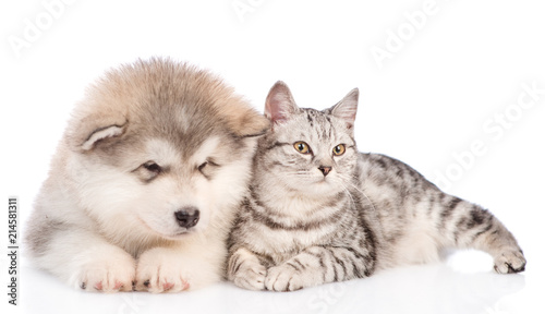 Cat lying with friendly alaskan malamute puppy. isolated on white background