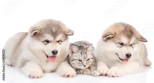 cat lies between two puppies. isolated on white background