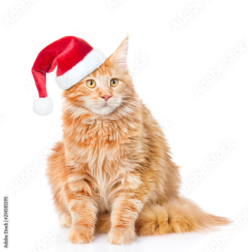 adult cat with red christmas hat. isolated on white background © Ermolaev Alexandr