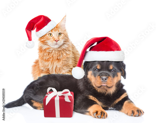 Cat and rottweiler puppy in red christmas hats. Isolated on white background © Ermolaev Alexandr