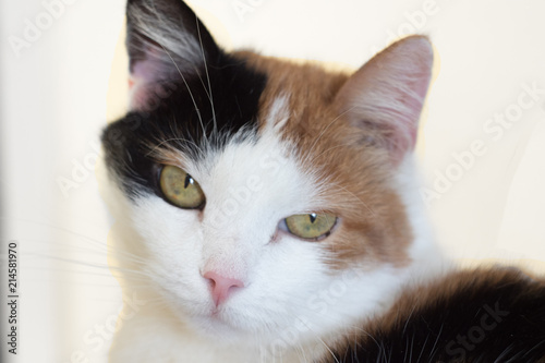 Three colored Cat Close-up Face Detail photo