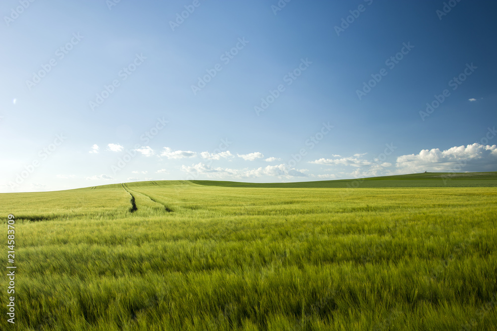 Fototapeta premium Large green barley field