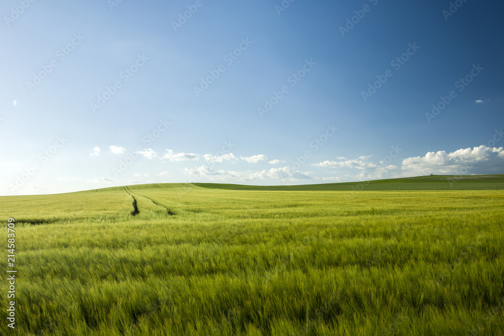 Large green barley field