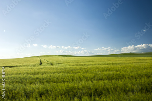 Large green barley field