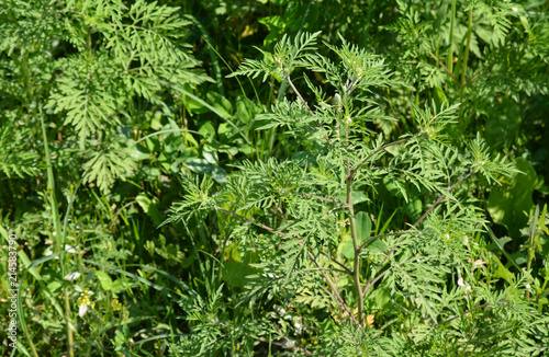 Ambrosia artemisiifolia causing allergy.
