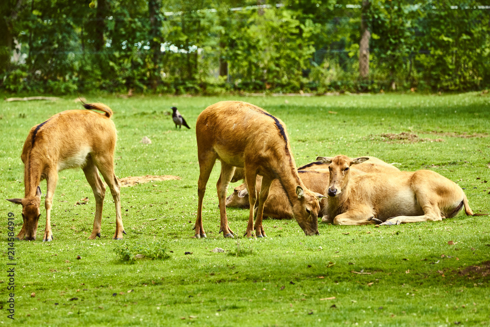 Pere David deers Austria Steiermark Herberstein Styria tourist destination Stubenberg am See Pere David deers Austria Steiermark Herberstein Styria tourist destination Stubenberg am See