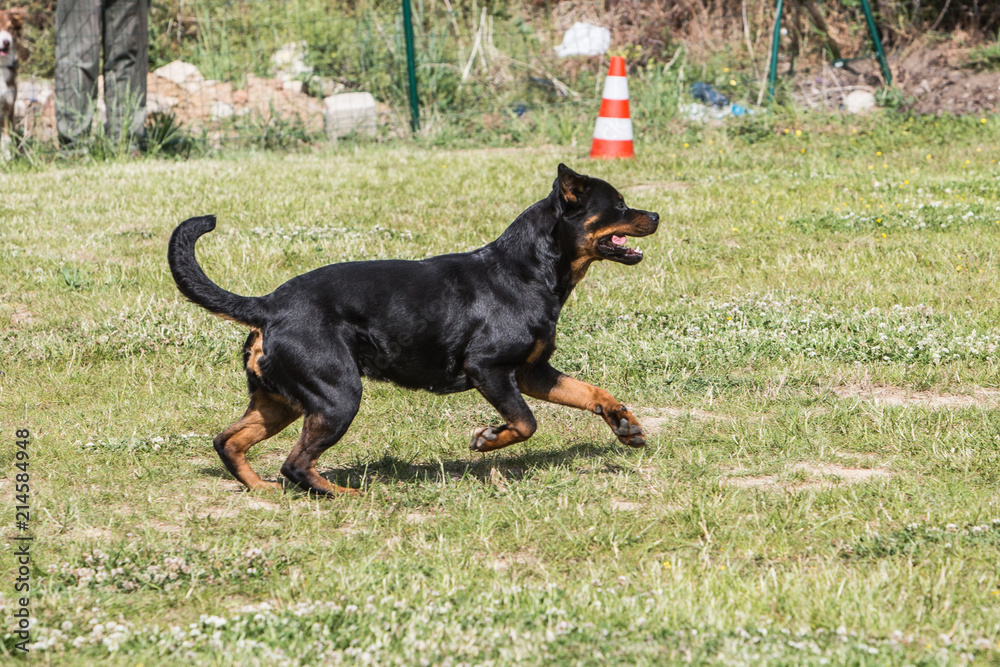 Portrait of a rootweiler dog living in Belgium Portrait of a rootweiler dog living in Belgium