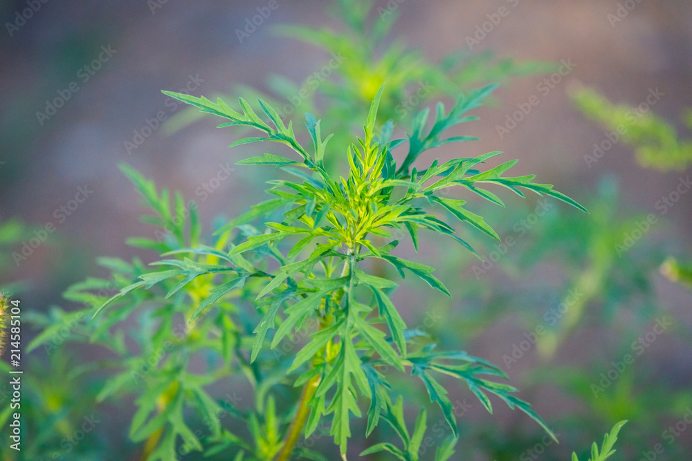 American common ragweed or Ambrosia artemisiifolia causing allergy