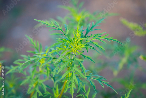 Obraz na płótnie American common ragweed or Ambrosia artemisiifolia causing allergy w salonie