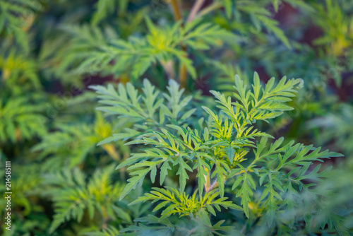 American common ragweed or Ambrosia artemisiifolia causing allergy