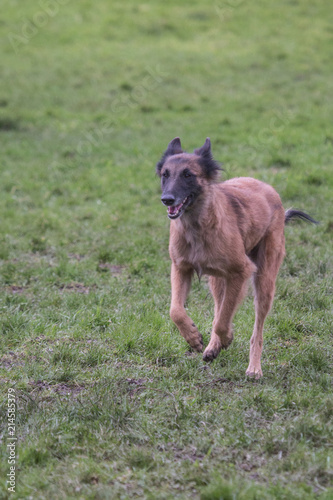 Portrait of a tervuren dog living in Belgium © Eric