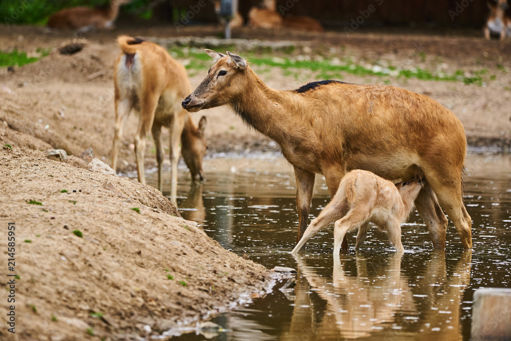 Pere David deers calf feeding time doe in water